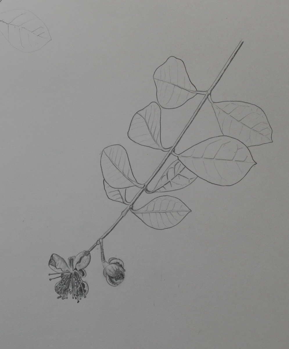 Studie